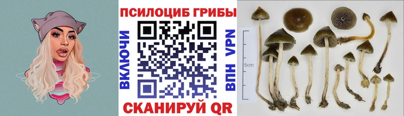 дарнет шоп  Бутурлиновка  Галлюциногенные грибы Psilocybe 
